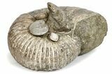 Giant, Bumpy Ammonite (Douvilleiceras) Fossil #279781-2